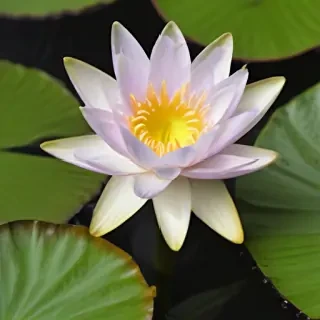 water lily png