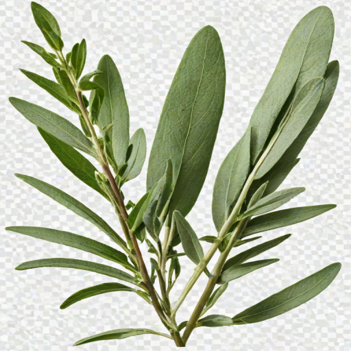 sage png