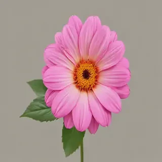 real flower png
