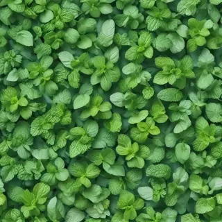mint background