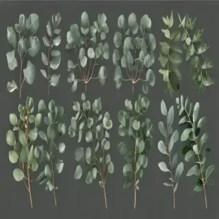 transparent eucalyptus clipart
