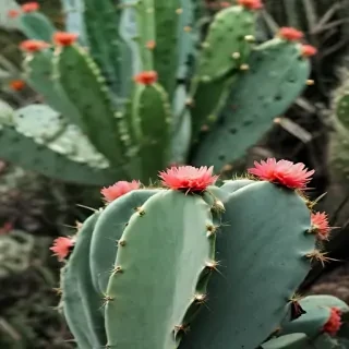 iphone cactus wallpaper