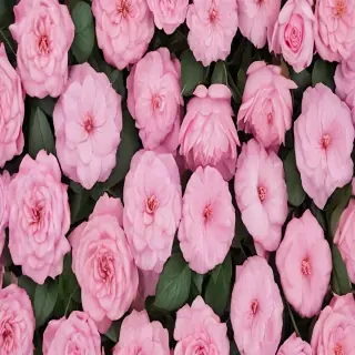 feminine background