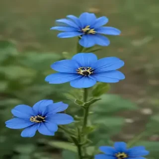 blue flower