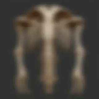 bones png