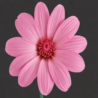 pink flower png