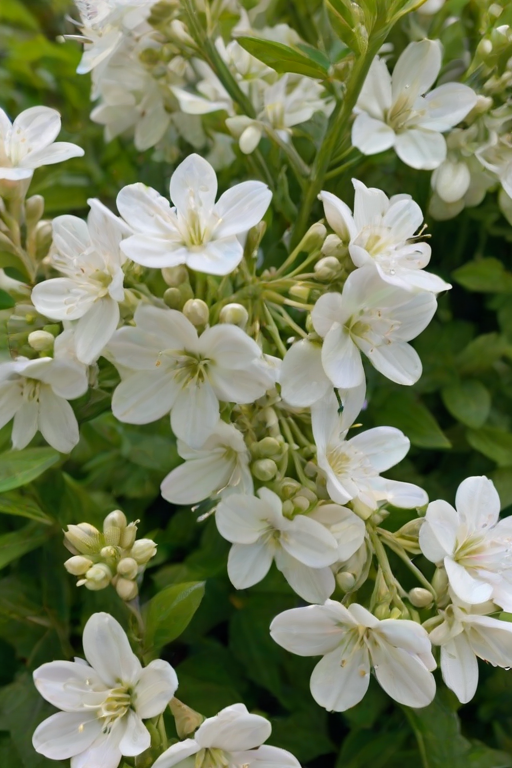 a close-up of clusters of delicate white flowers with dark green foliage in the background