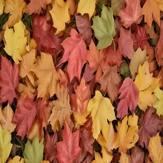 fall leaves