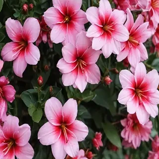 full screen flower wallpaper hd