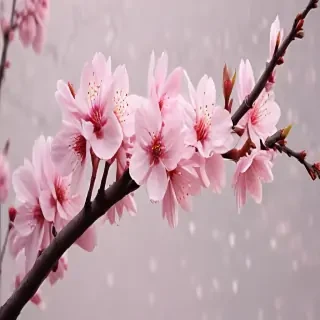 cherry blossoms png
