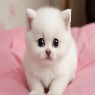 images of cute images