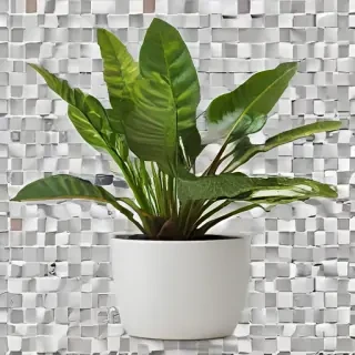 indoor plant png