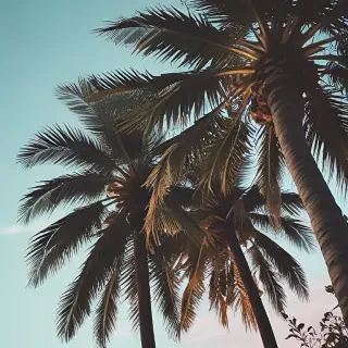 aesthetic palm tree wallpaper