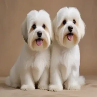 havanese dogs