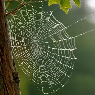 spiderweb