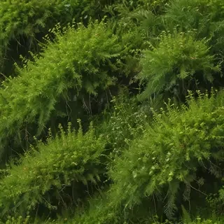 moss png