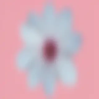 flower no bg