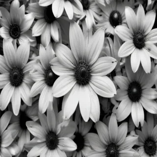 black and white flower background