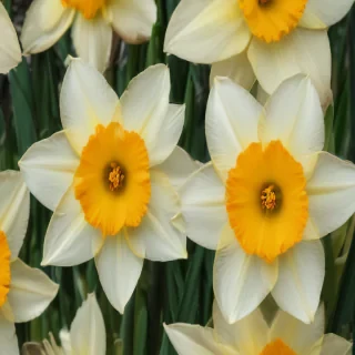 daffodil flower