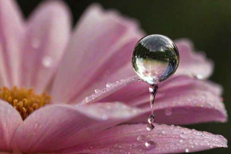Sharp, high-resolution close-up of a raindrop resting on a delicate flower petal, soft sunlight reflecting off the water, tiny details of the petal's texture visible, and the fresh smell of rain.