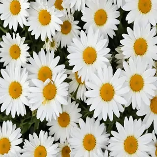 daisy desktop wallpaper