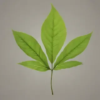 leaf png transparent