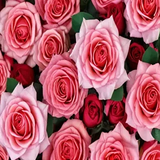 background roses wallpaper