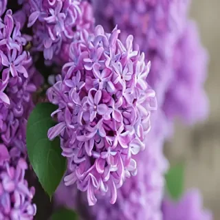 lilac iphone wallpaper