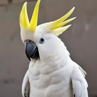 cockatoo