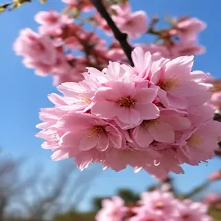 sakura flower