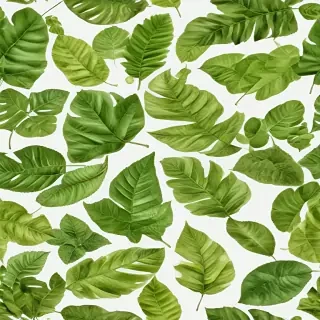 leaves png transparent