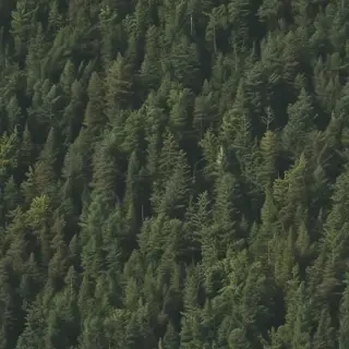 forest png