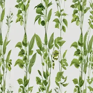 plant transparent background