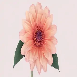 aesthetic flower png