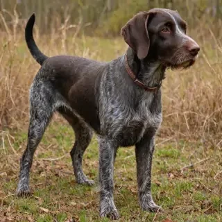 german wirehaired pointer