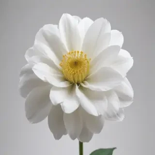 white flower transparent