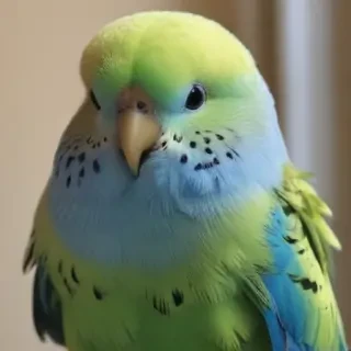budgies