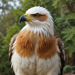 american foxeagle