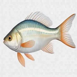 fish transparent background