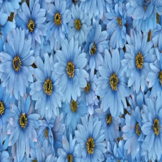 background blue flower