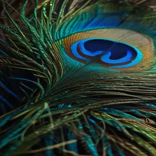 peacock feather images