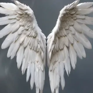 angel wing pictures