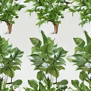 plant transparent