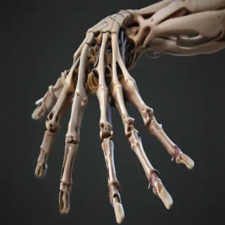skeleton hand png