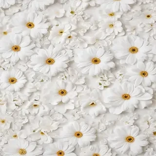 flower background white