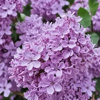lilac iphone wallpaper