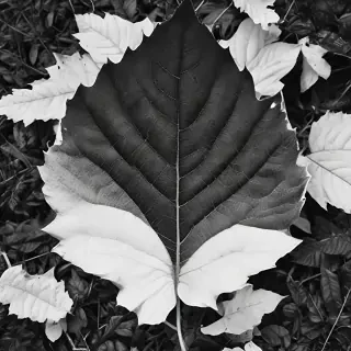 leaf white and black