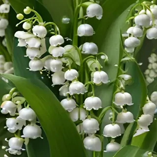 lily of the valley png
