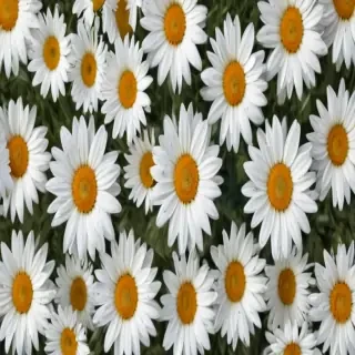 wallpaper daisy flower