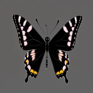 black butterfly png